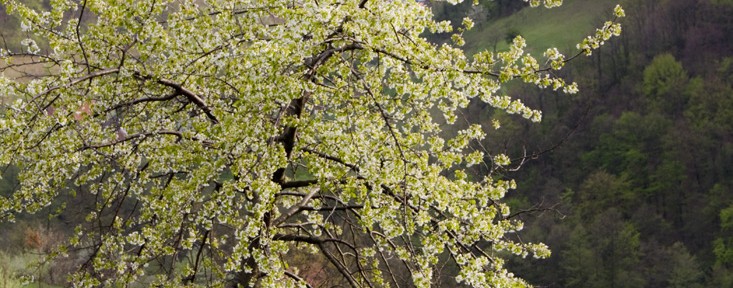 Donji Milanovac 2010.04.16 56 km