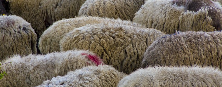 Stara Palanka 2010.04.15 78 km