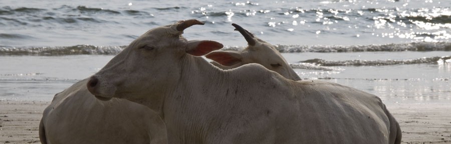 Goa (Margao, Palolem Beach), 2010.12.02