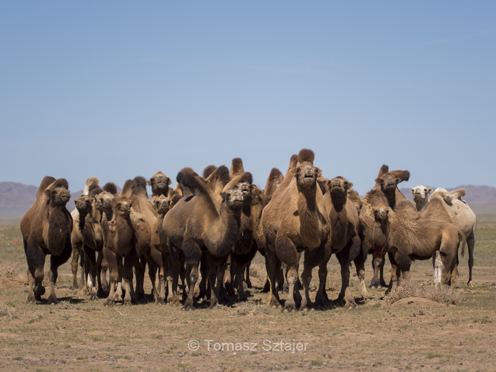 2013.07-08 Mongolia