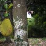 Jackfruit
