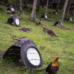 Camiguin, roosters, roosters everywhere