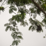 Camiguin, on the way to Mount Hibok-hibok