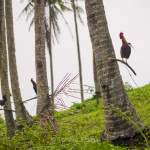 Camiguin - cocks in surprising places