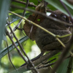 Tarsier sanctuary, Bohol