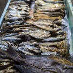 Tagbilaran, Bohol - marketplace