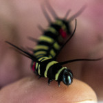 Bilar, Bohol - in butterfly sanctuary