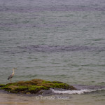 Cranes you see on the way