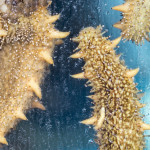 Creatures you see on the way