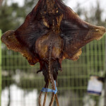 Creatures you see on the way