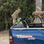 Khao Yai - the trouble begins