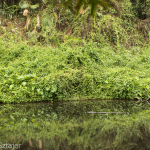 Khao Yai - so they weren't joking