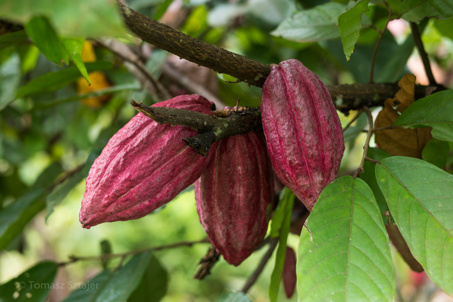 Philippines, 2017.03