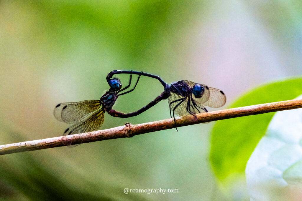 This image has an empty alt attribute; its file name is DSCF5978-Edit-1024x683.jpg